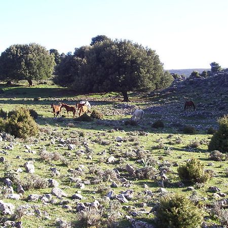 Agriturismo Didone Dorgali Exteriör bild